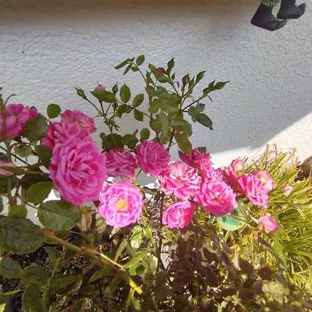 Rosa Apartment